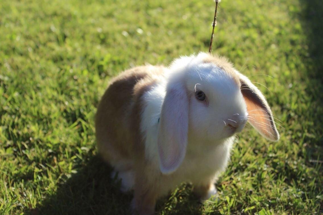 Kanin Twoface *Himmelgnaver* billede 1