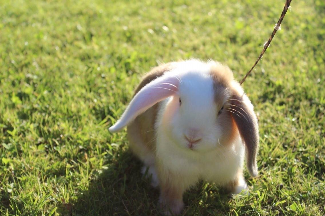 Kanin Twoface *Himmelgnaver* billede 2