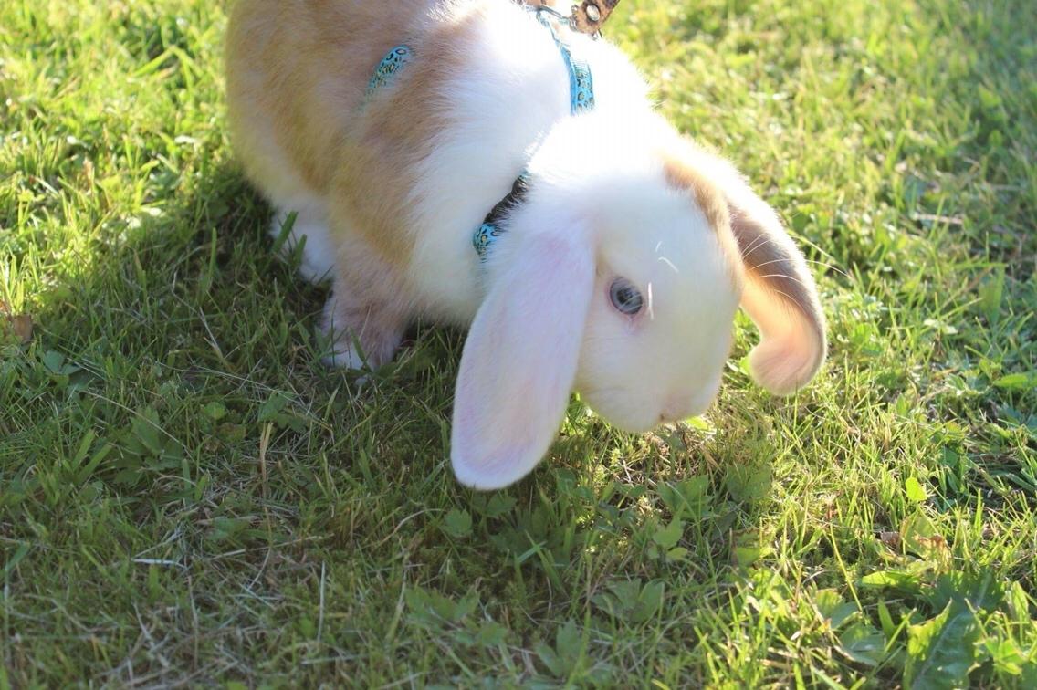 Kanin Twoface *Himmelgnaver* billede 3