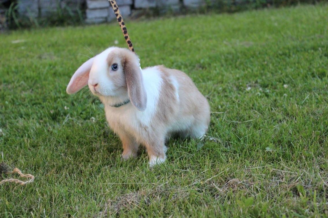 Kanin Twoface *Himmelgnaver* billede 4