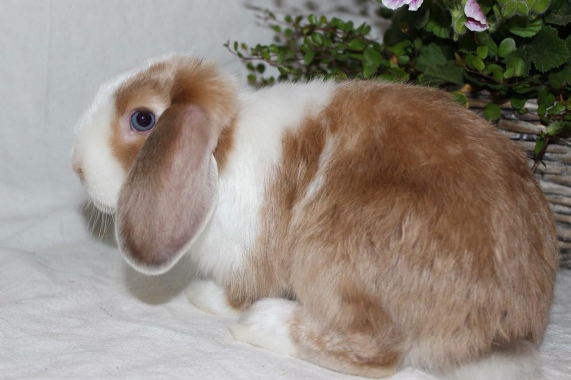 Kanin Twoface *Himmelgnaver* billede 5