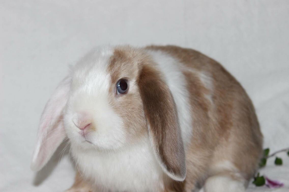 Kanin Twoface *Himmelgnaver* billede 6