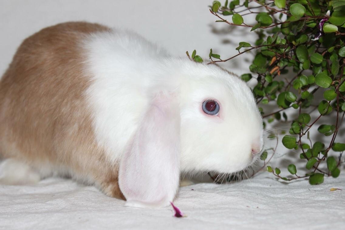 Kanin Twoface *Himmelgnaver* billede 7