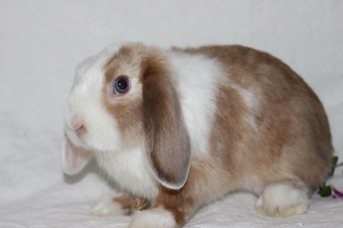 Kanin Twoface *Himmelgnaver* billede 8