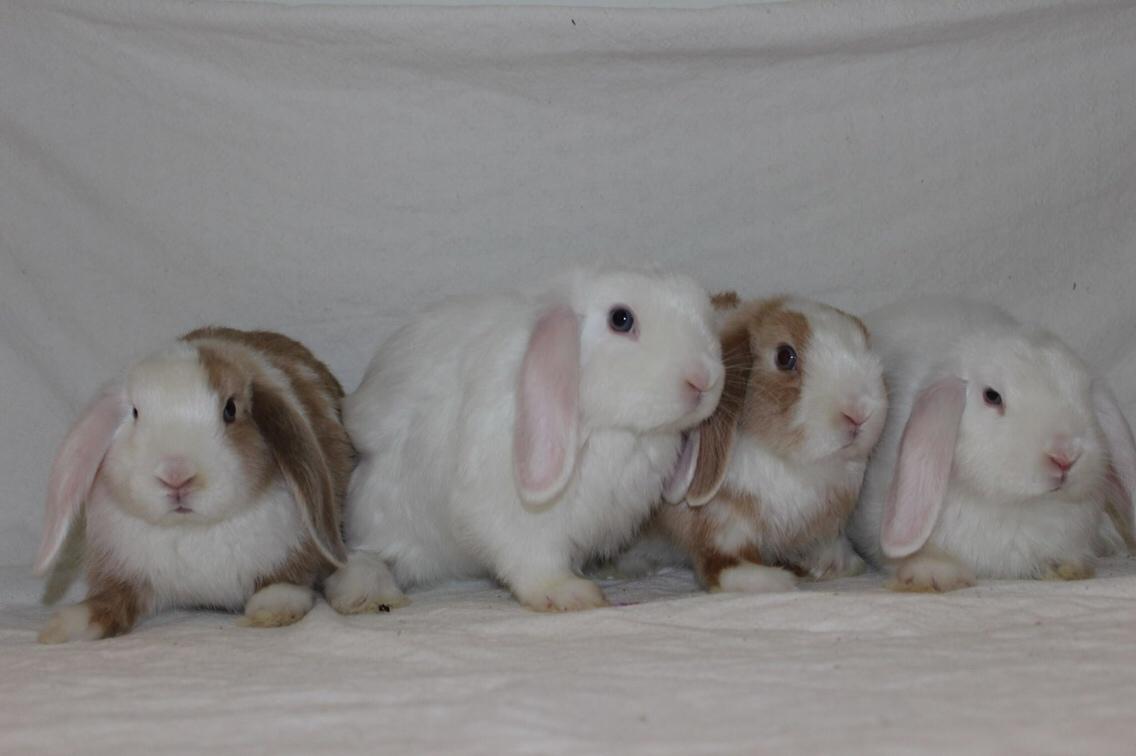 Kanin Twoface *Himmelgnaver* billede 9