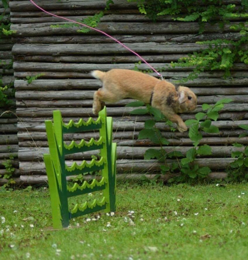 Kanin Oceans SCh. Playa Vargas af Sofiagården billede 5