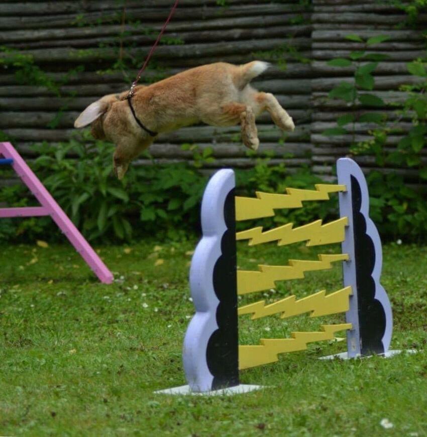 Kanin Oceans SCh. Playa Vargas af Sofiagården billede 4