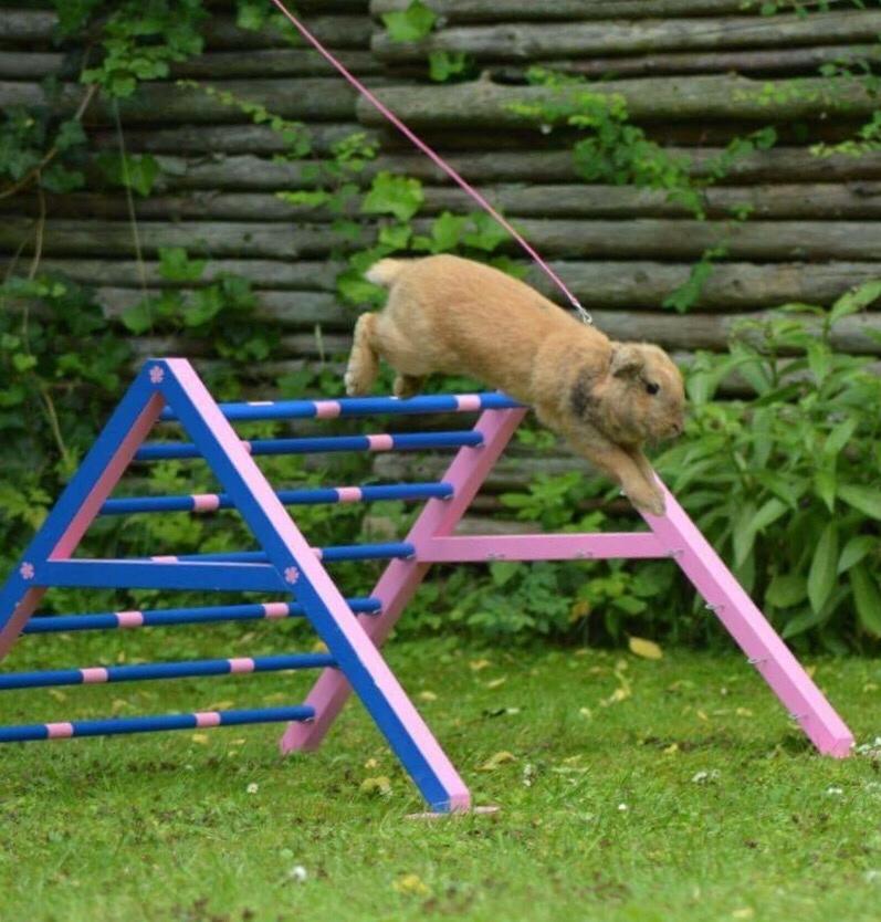 Kanin Oceans SCh. Playa Vargas af Sofiagården billede 3
