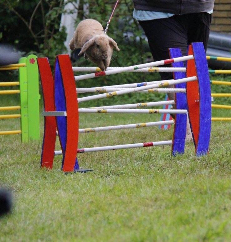 Kanin Oceans SCh. Playa Vargas af Sofiagården billede 7