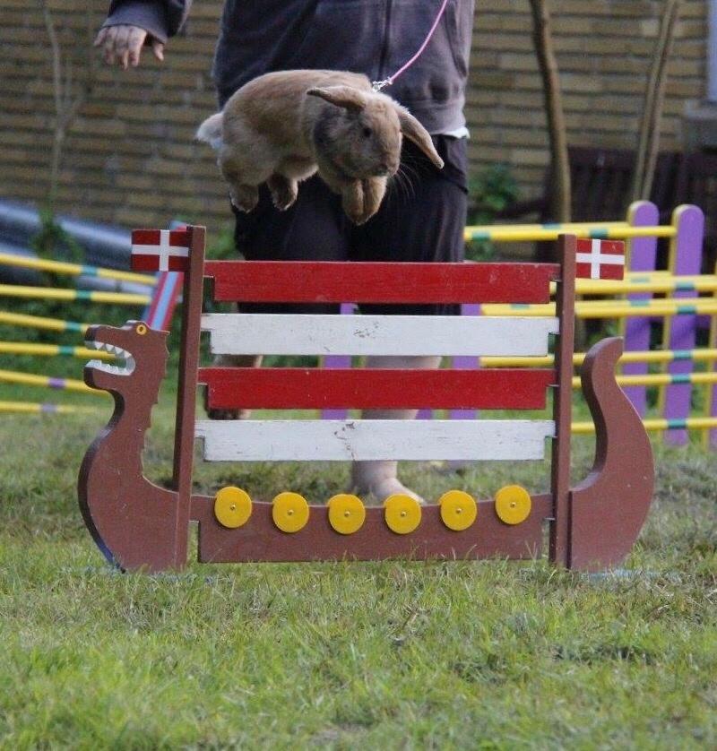 Kanin Oceans SCh. Playa Vargas af Sofiagården billede 8