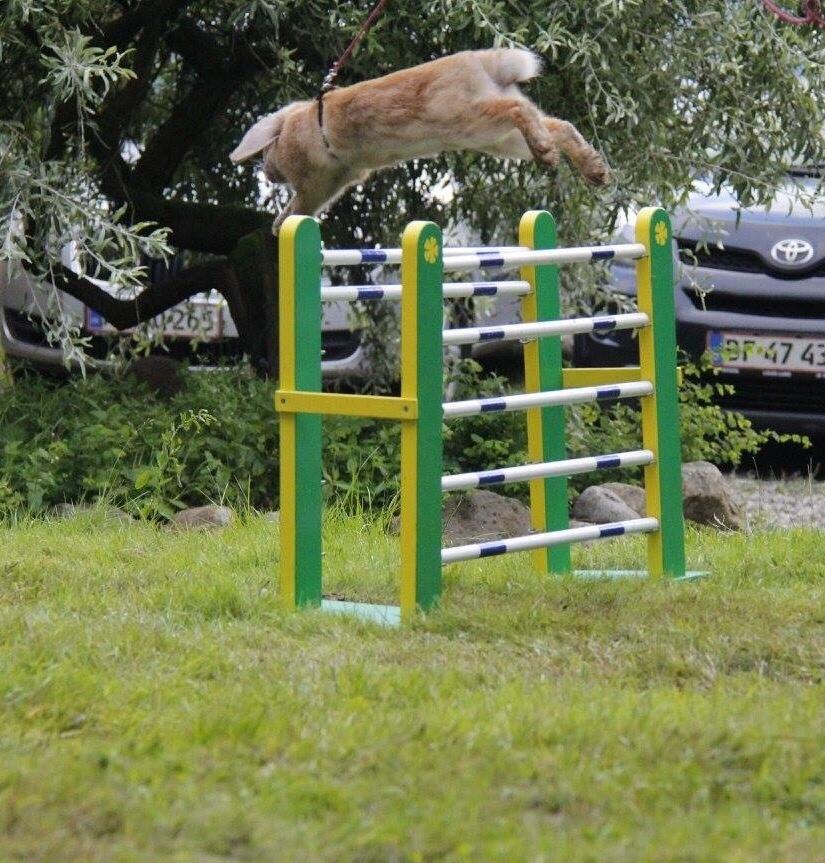 Kanin Oceans SCh. Playa Vargas af Sofiagården billede 6