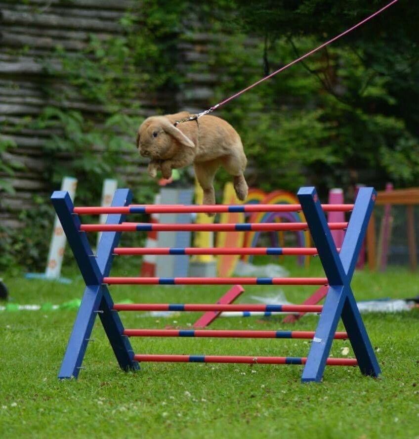 Kanin Oceans SCh. Playa Vargas af Sofiagården billede 2