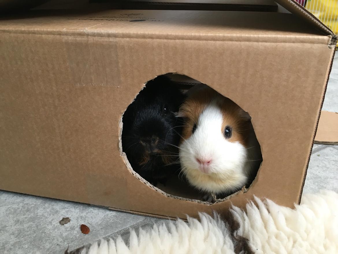 Marsvin Kiwi billede 18