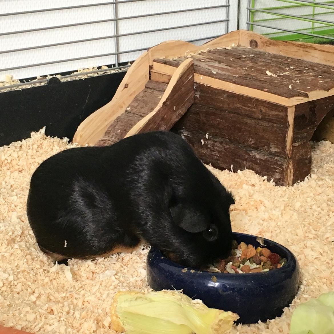 Marsvin Kiwi billede 17