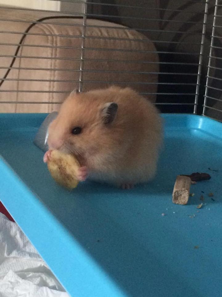 Hamster HAMSTERHEAVENS Nero - Lille Nero spiser en tørret banan. Billedet er fra lørdag d. 23. Juli. Dagen efter jeg fik ham.  billede 1