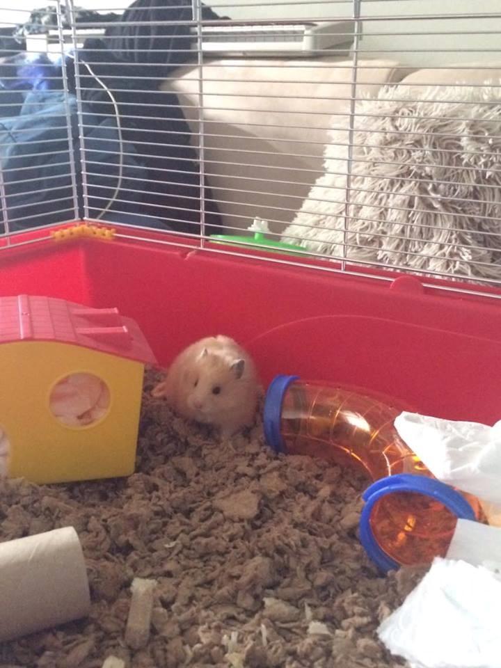 Hamster HAMSTERHEAVENS Nero billede 7