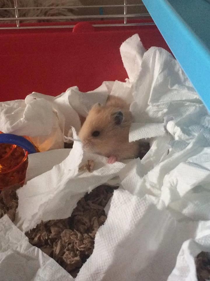 Hamster HAMSTERHEAVENS Nero - Nero elsker at lege i wc papiret. ^^ billede 2