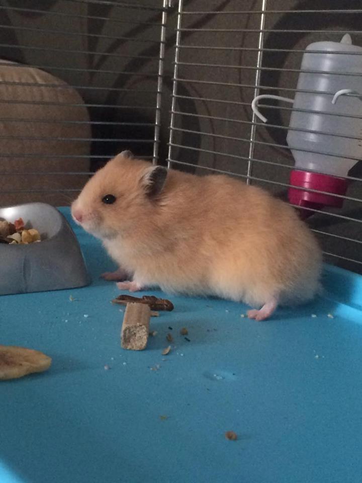 Hamster HAMSTERHEAVENS Nero billede 4
