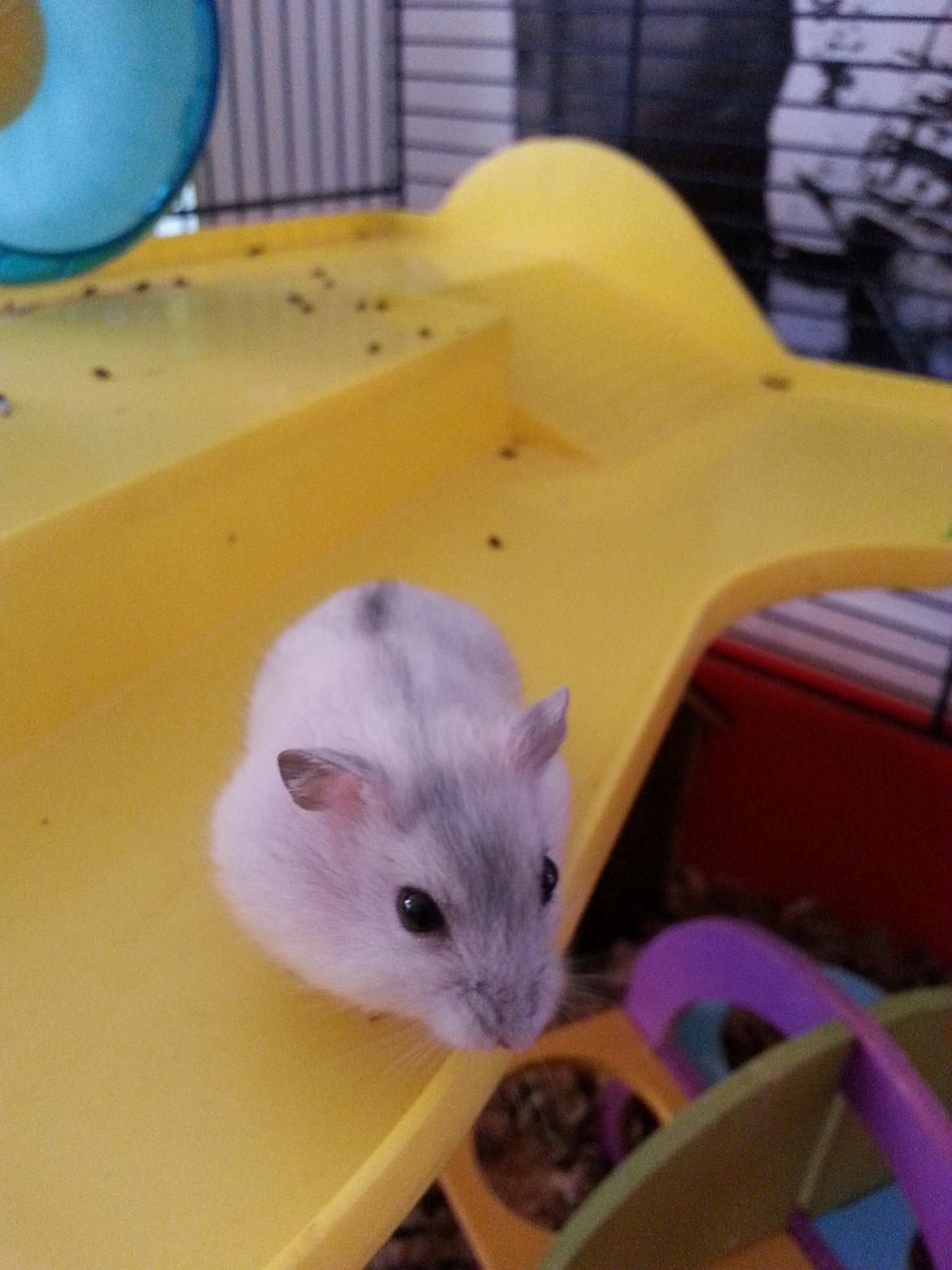 Dværghamster Oreo billede 6