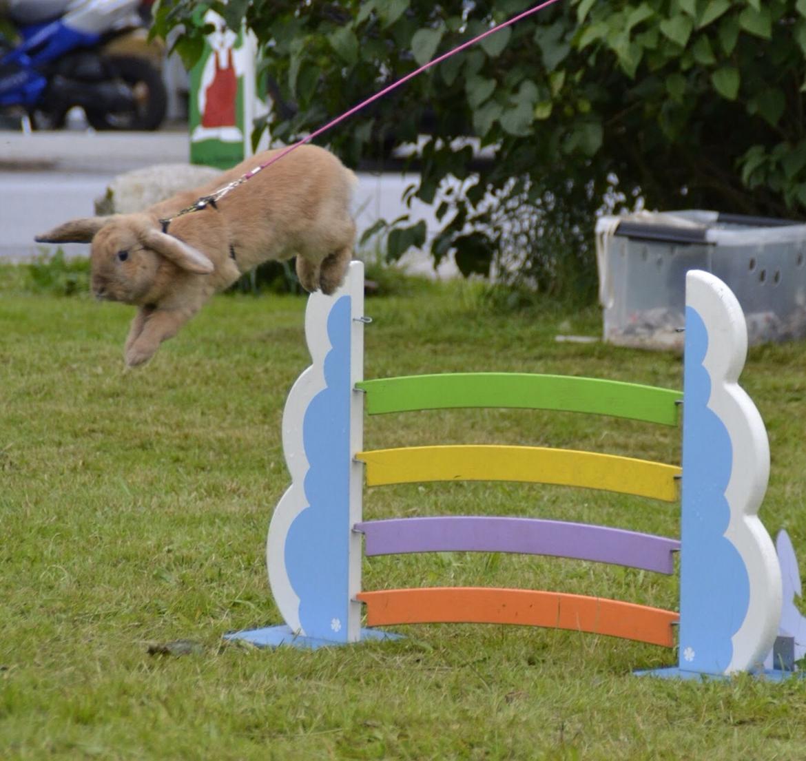 Kanin Oceans SCh. Playa Vargas af Sofiagården billede 29