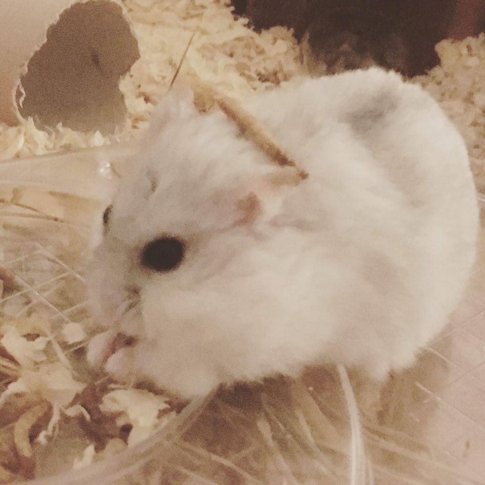 Dværghamster Gordon Hamsey (Himmelhamster) billede 2