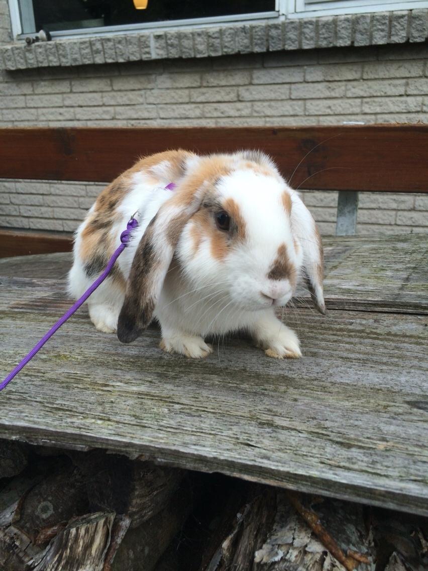 Kanin Mælkebøttegaardens Mango billede 2
