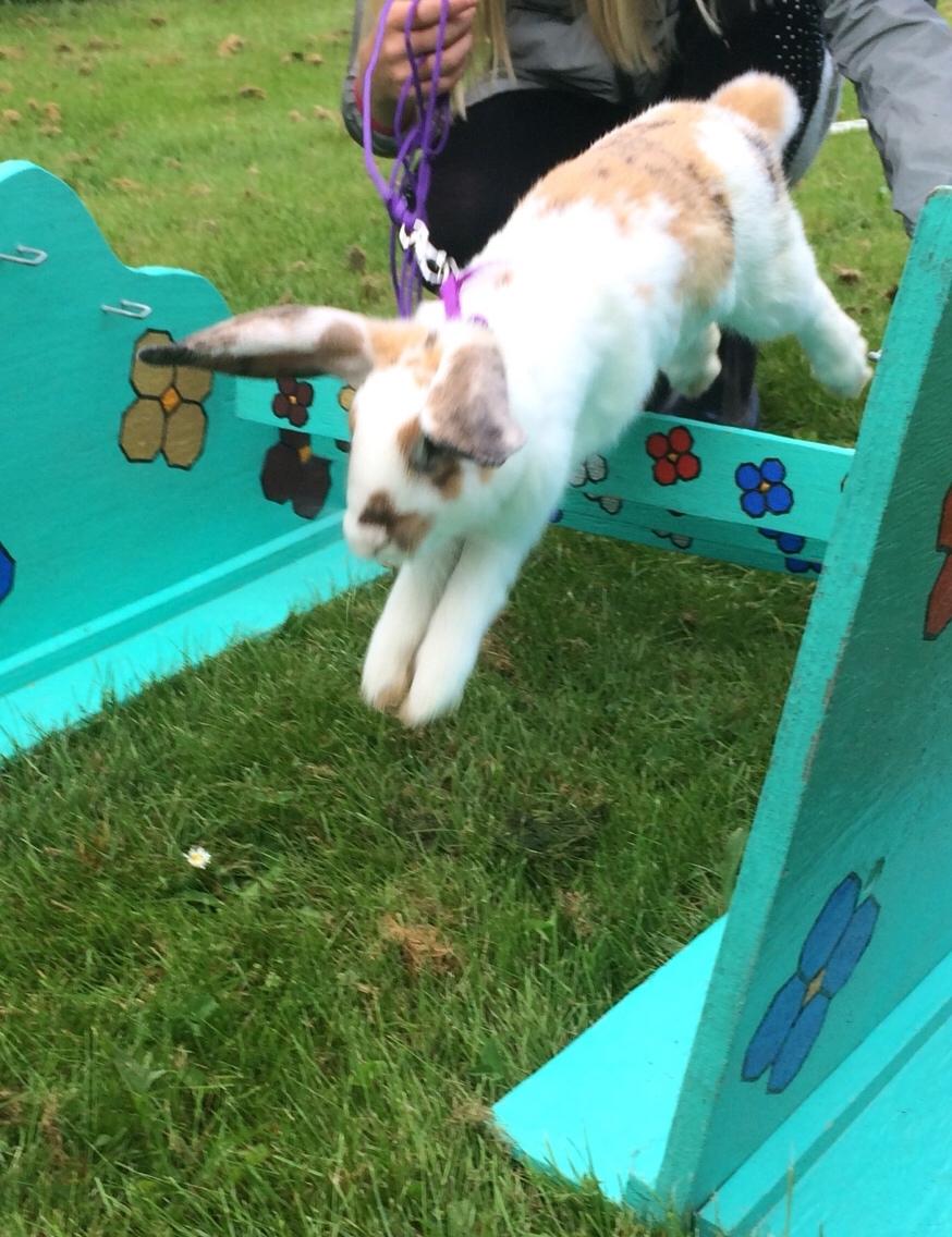 Kanin Mælkebøttegaardens Mango billede 6