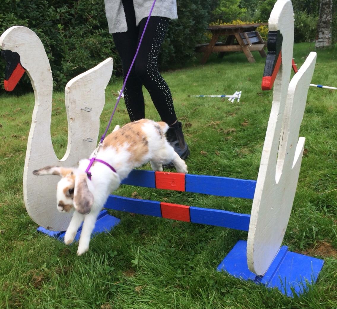 Kanin Mælkebøttegaardens Mango billede 5