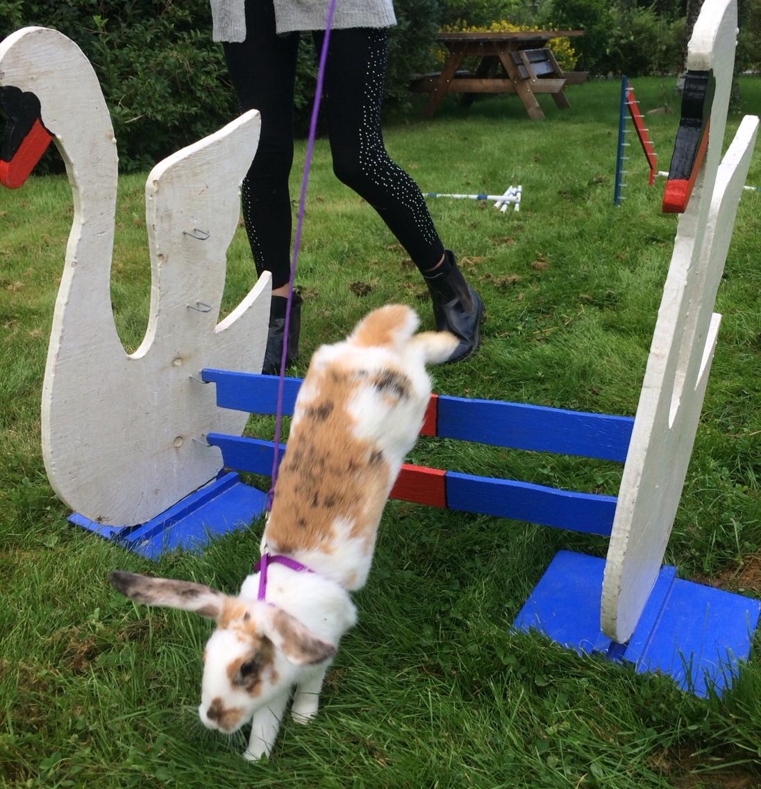 Kanin Mælkebøttegaardens Mango billede 8