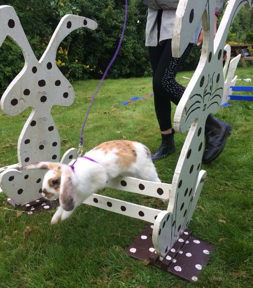 Kanin Mælkebøttegaardens Mango billede 9