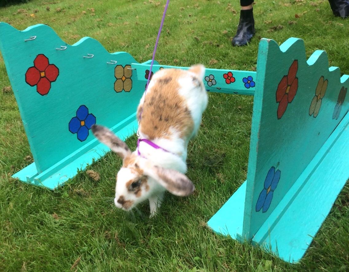 Kanin Mælkebøttegaardens Mango billede 10