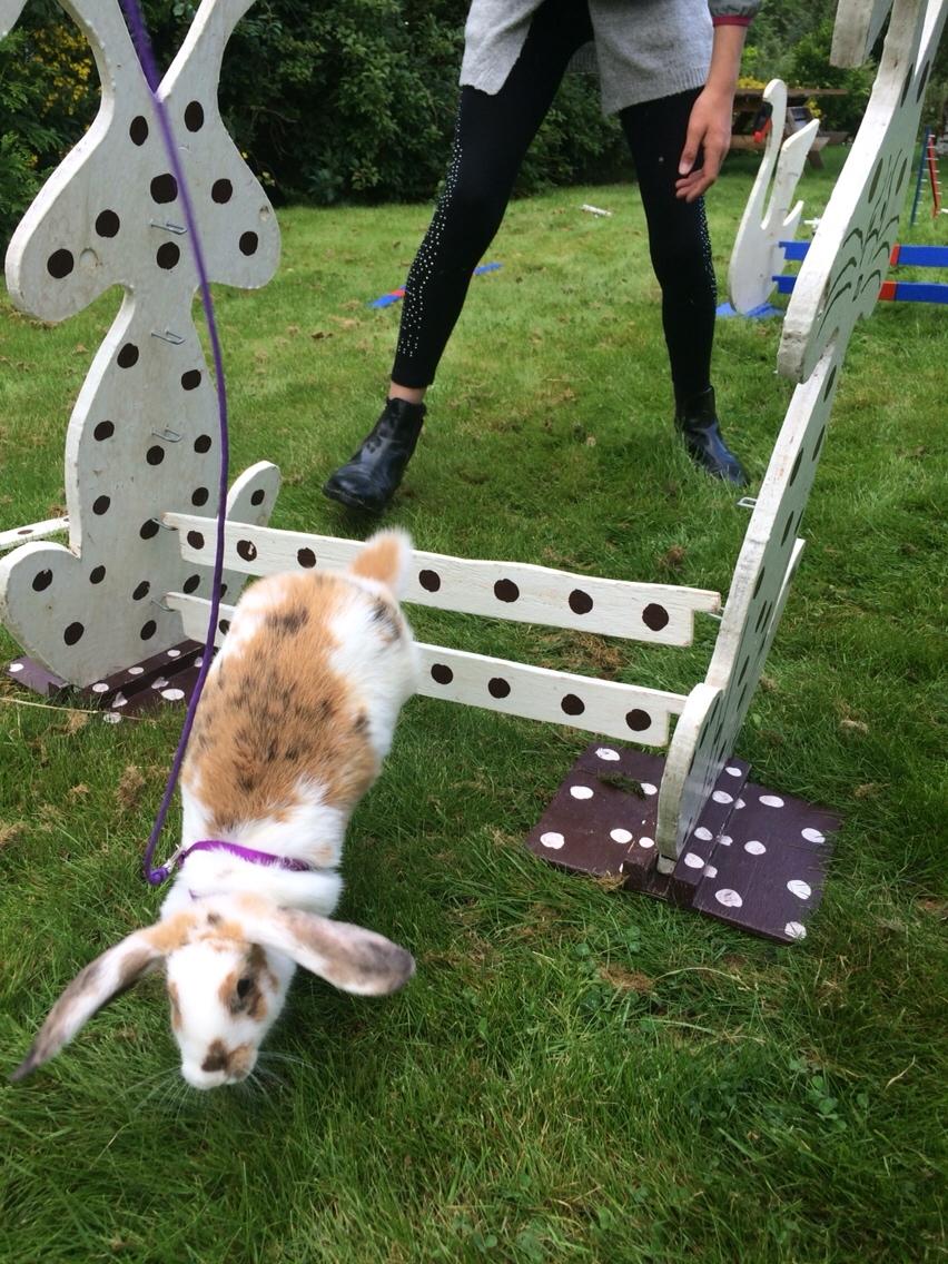 Kanin Mælkebøttegaardens Mango billede 12