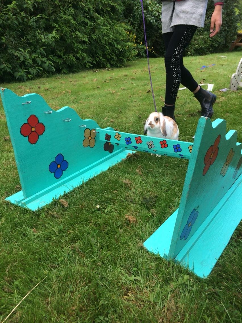 Kanin Mælkebøttegaardens Mango billede 13