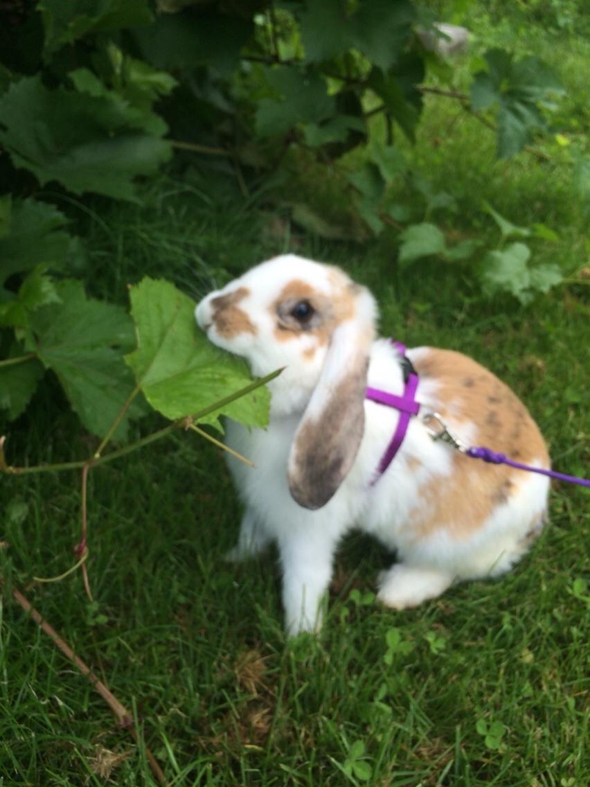 Kanin Mælkebøttegaardens Mango billede 14