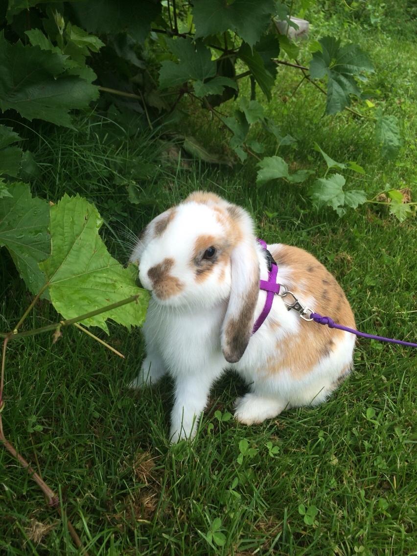 Kanin Mælkebøttegaardens Mango billede 15