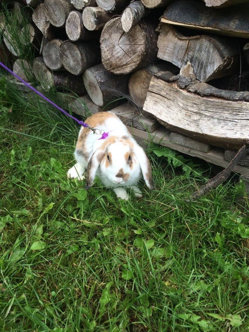 Kanin Mælkebøttegaardens Mango billede 16
