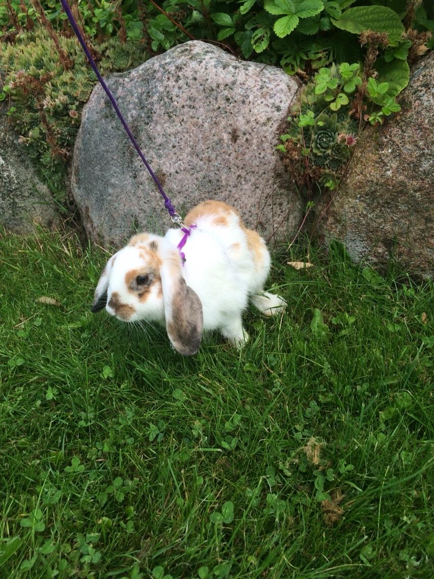 Kanin Mælkebøttegaardens Mango billede 17