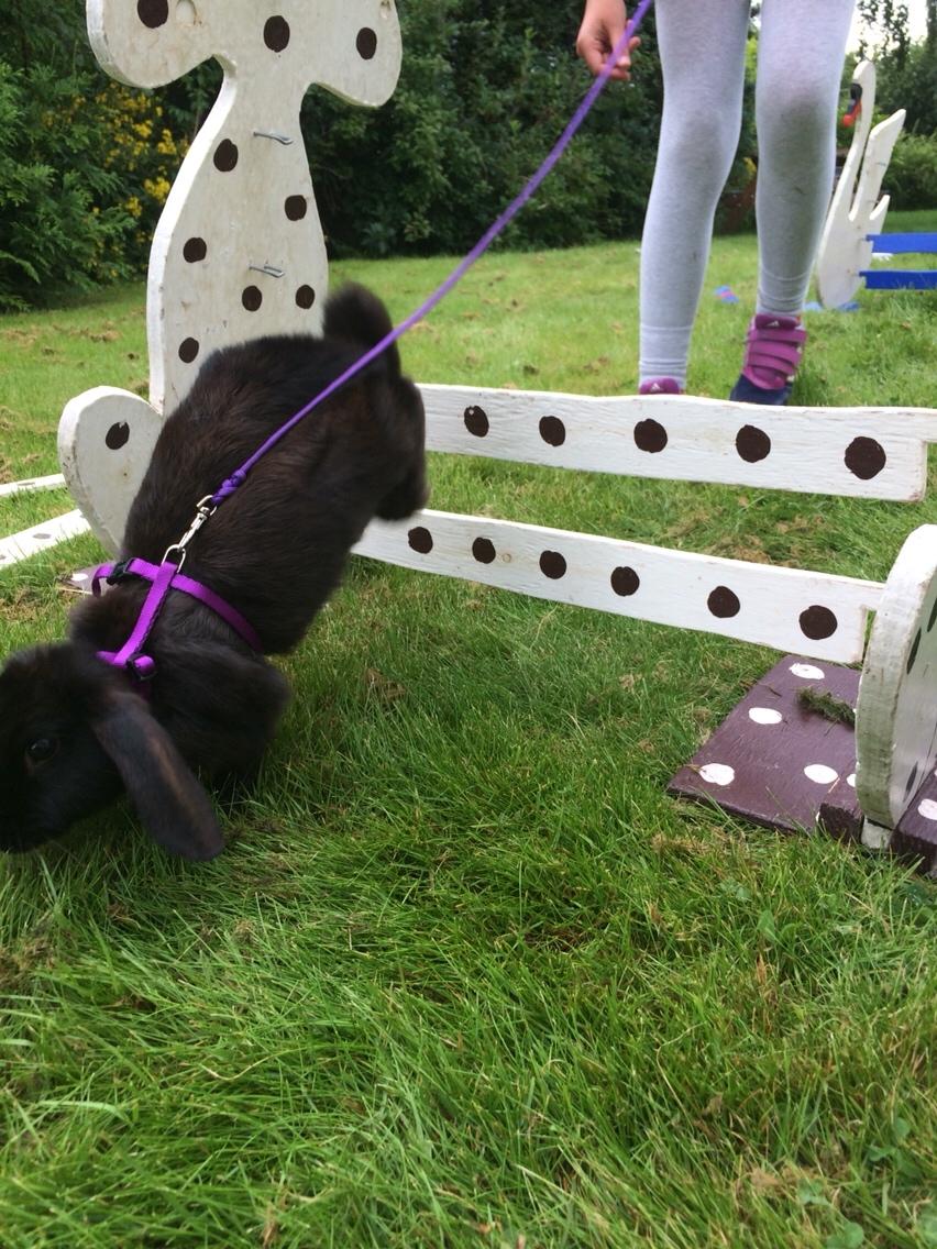 Kanin Mælkebøttegaardens Figen billede 8