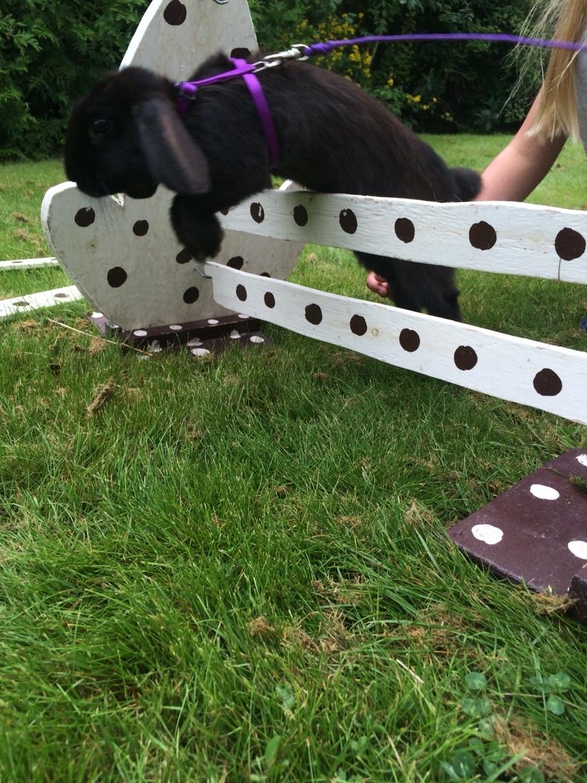 Kanin Mælkebøttegaardens Figen billede 9