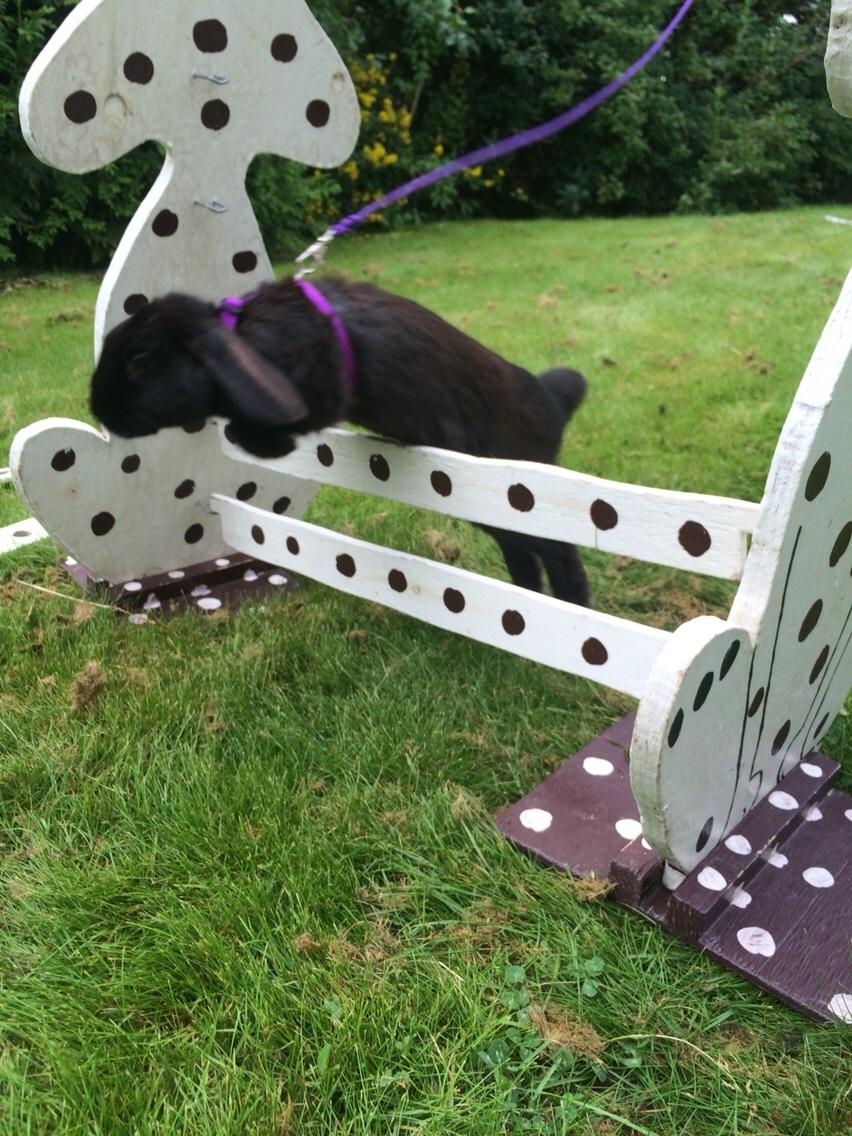 Kanin Mælkebøttegaardens Figen billede 10