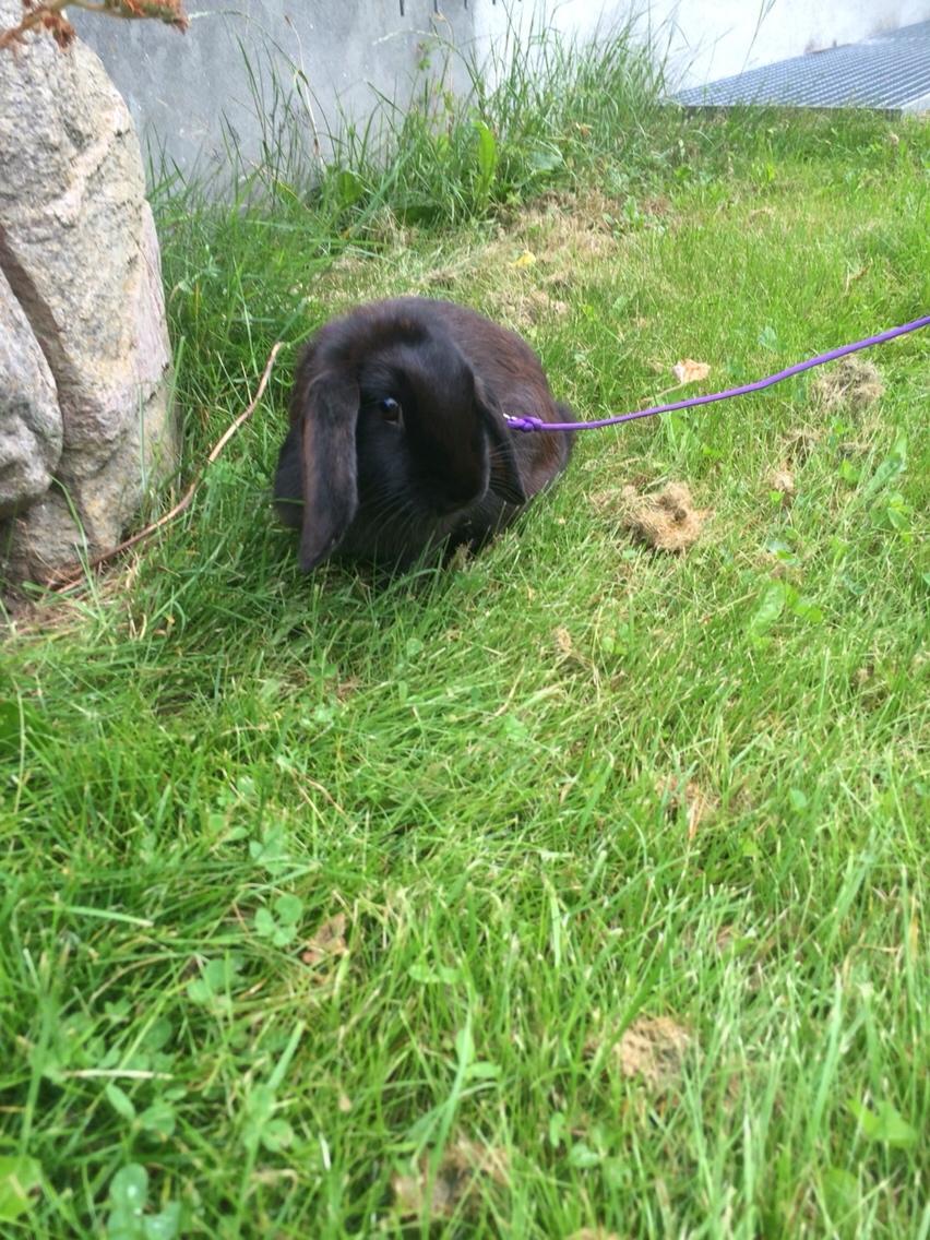 Kanin Mælkebøttegaardens Figen billede 11