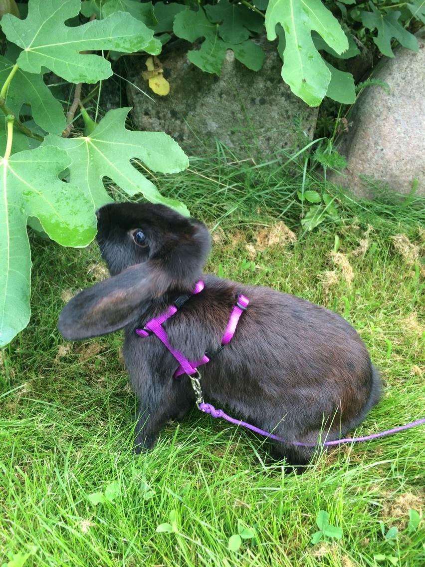 Kanin Mælkebøttegaardens Figen billede 12