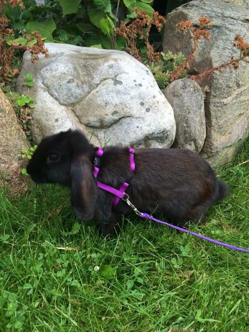 Kanin Mælkebøttegaardens Figen billede 13