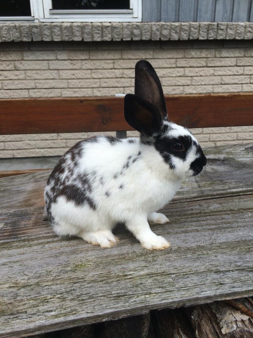 Kanin Mælkebøttegaardens Kiwi billede 10