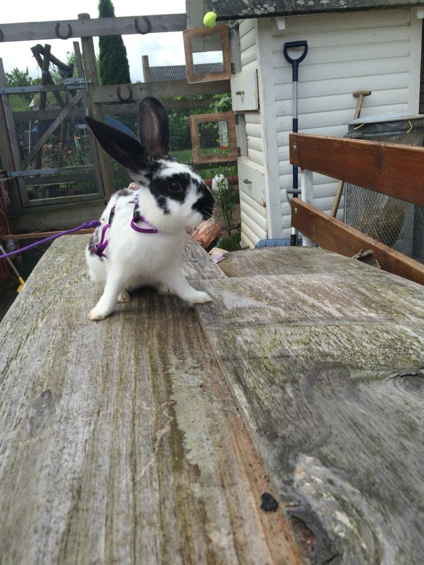 Kanin Mælkebøttegaardens Kiwi billede 11