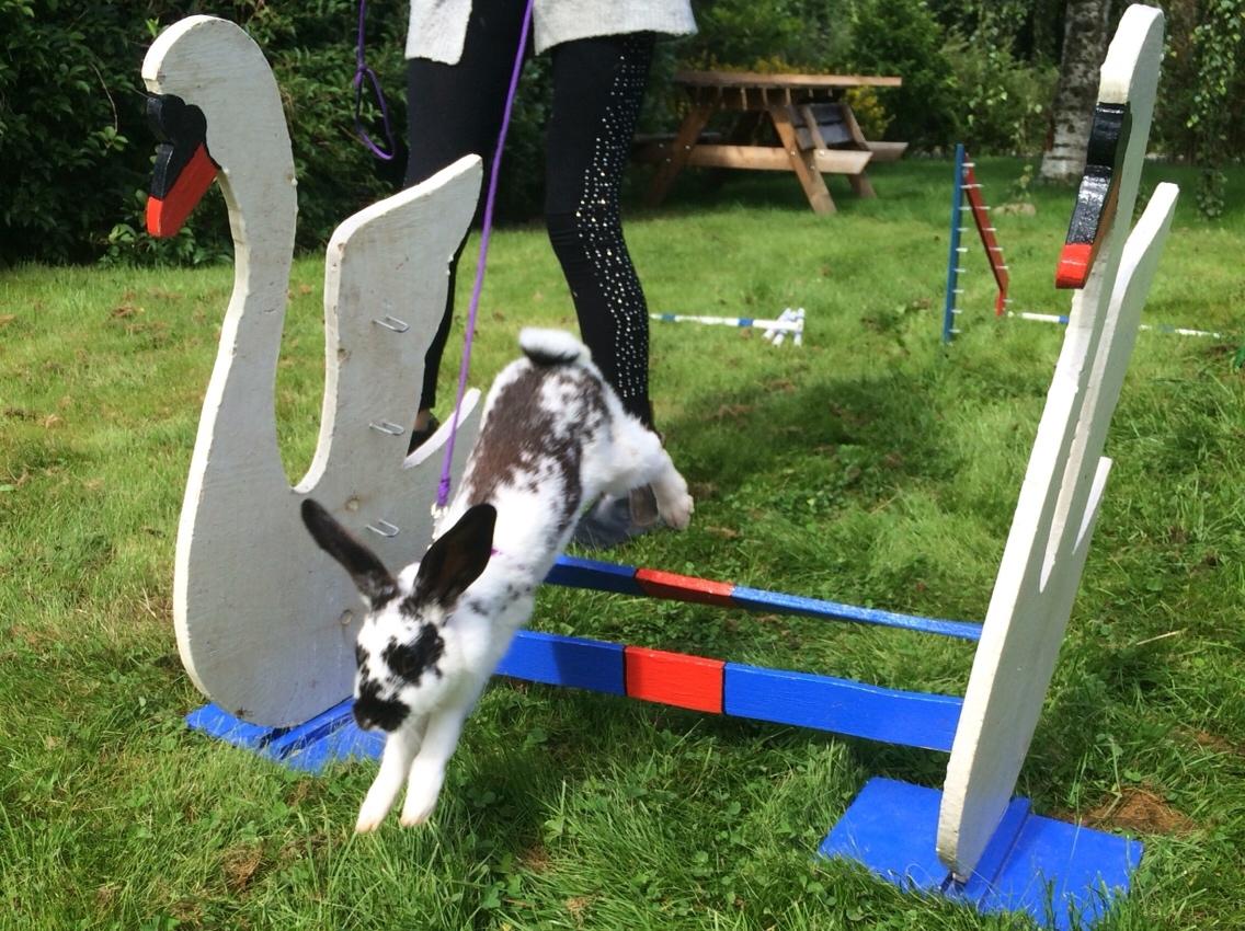 Kanin Mælkebøttegaardens Kiwi billede 12