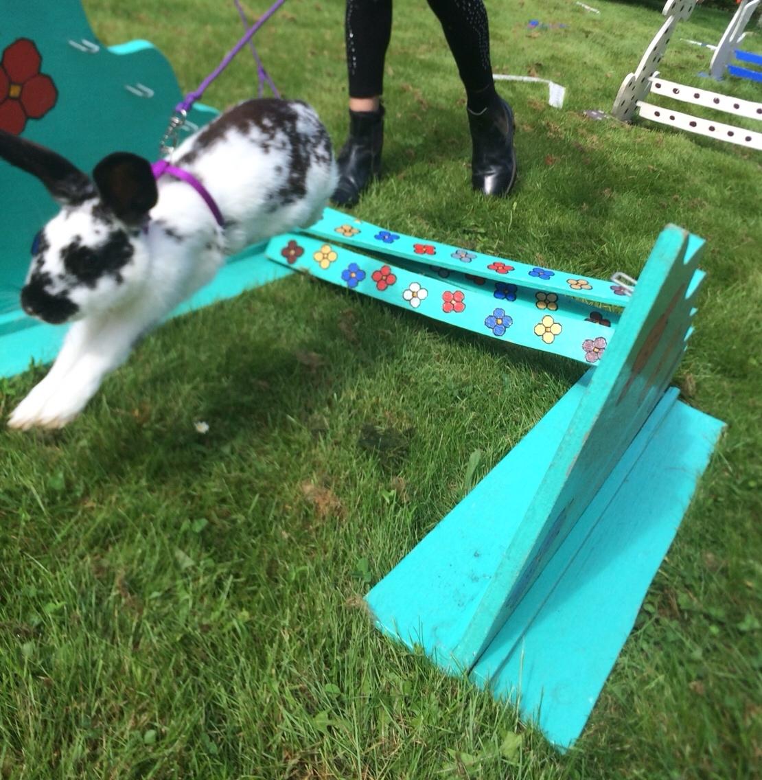 Kanin Mælkebøttegaardens Kiwi billede 13