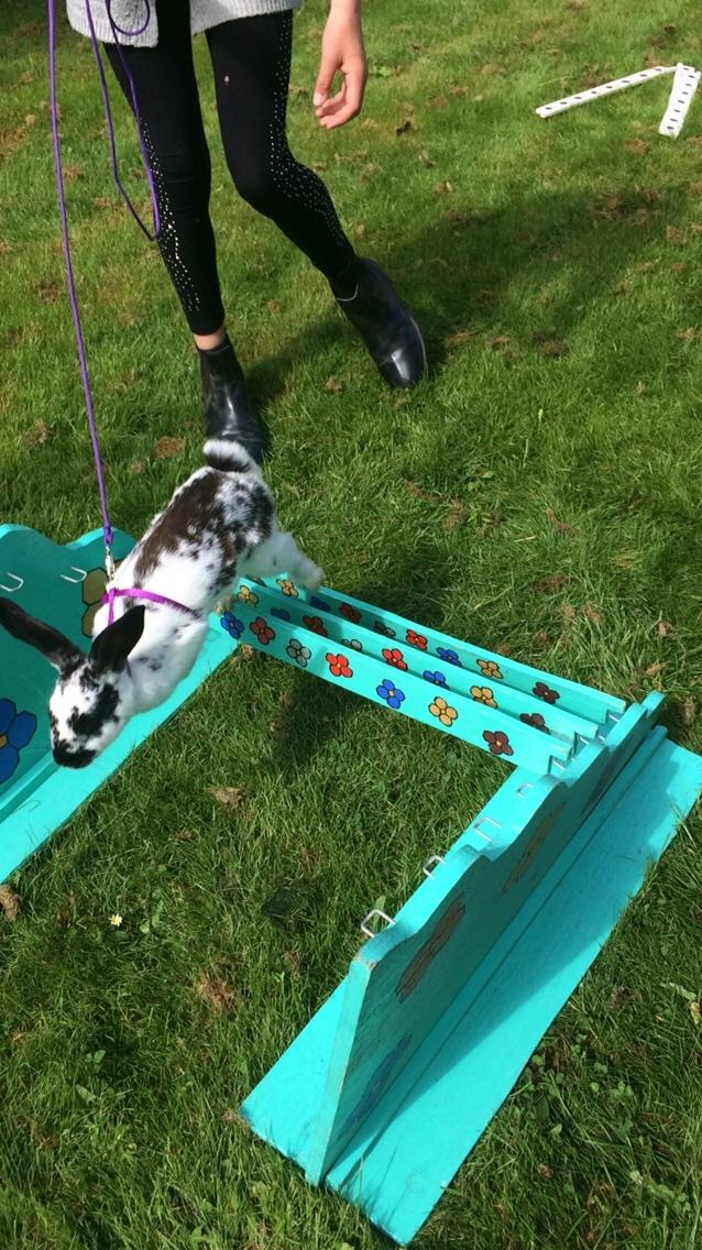 Kanin Mælkebøttegaardens Kiwi billede 15