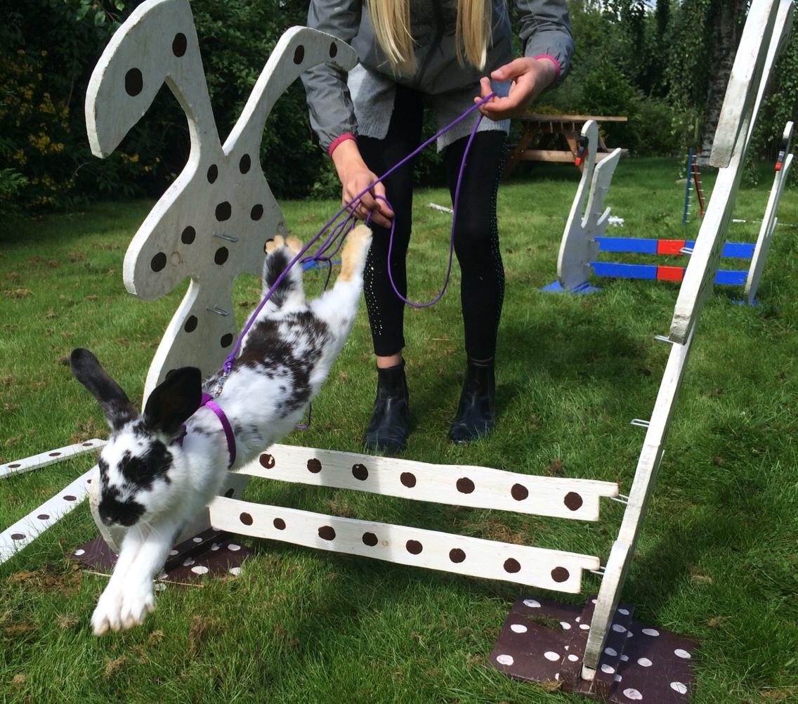 Kanin Mælkebøttegaardens Kiwi billede 14