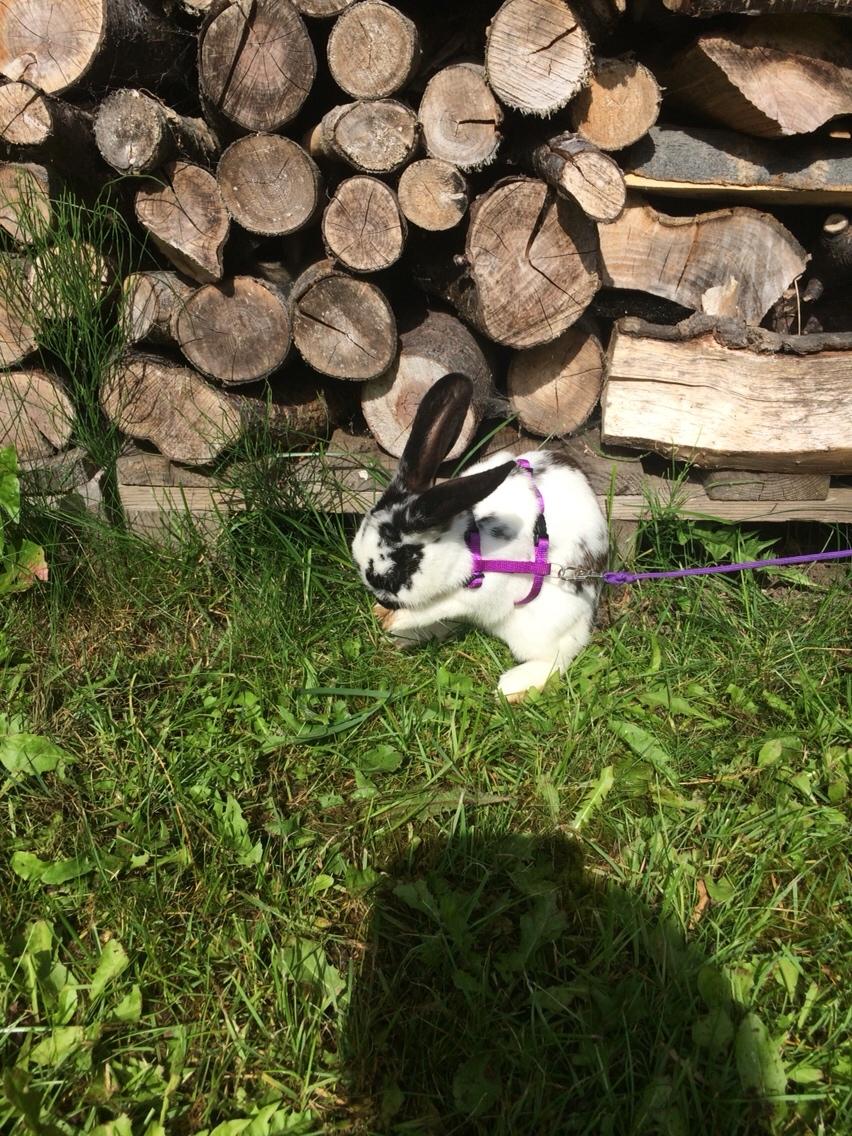 Kanin Mælkebøttegaardens Kiwi billede 17